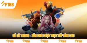 Đá Gà Thomo - Sân Chơi Cược Trực Tiếp Đỉnh Cao